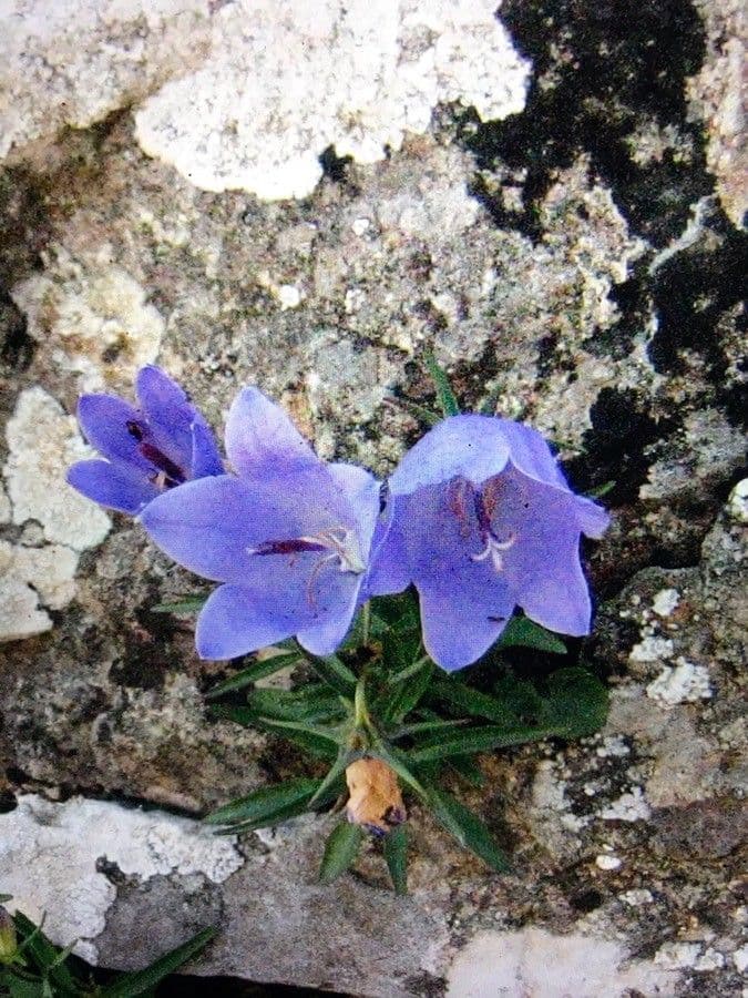 Campanula