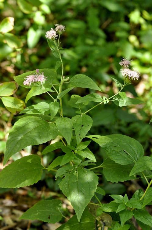 Sercolistna Brickellia