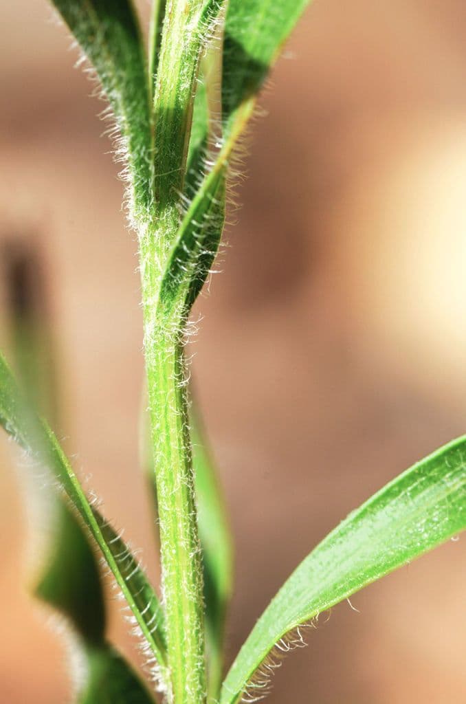 Liatris 17