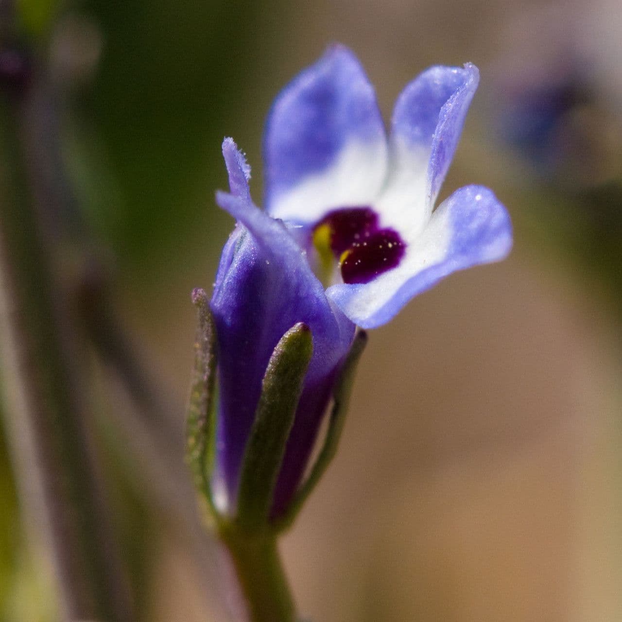 Downingia concolor 4