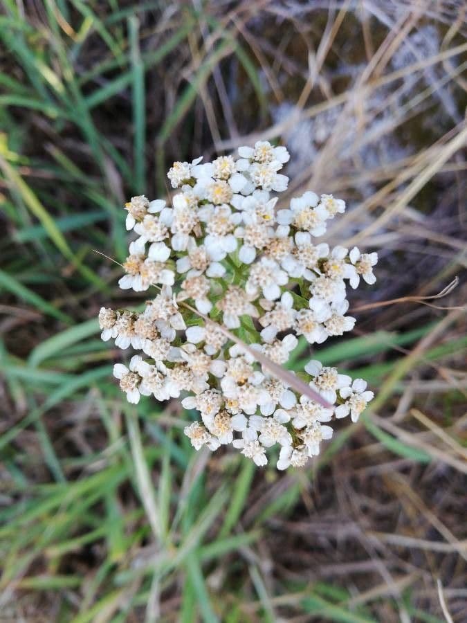 Achillée millefeuille 23