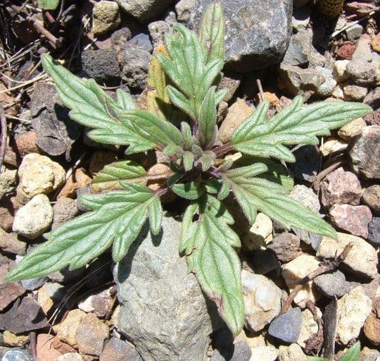 Phacelia