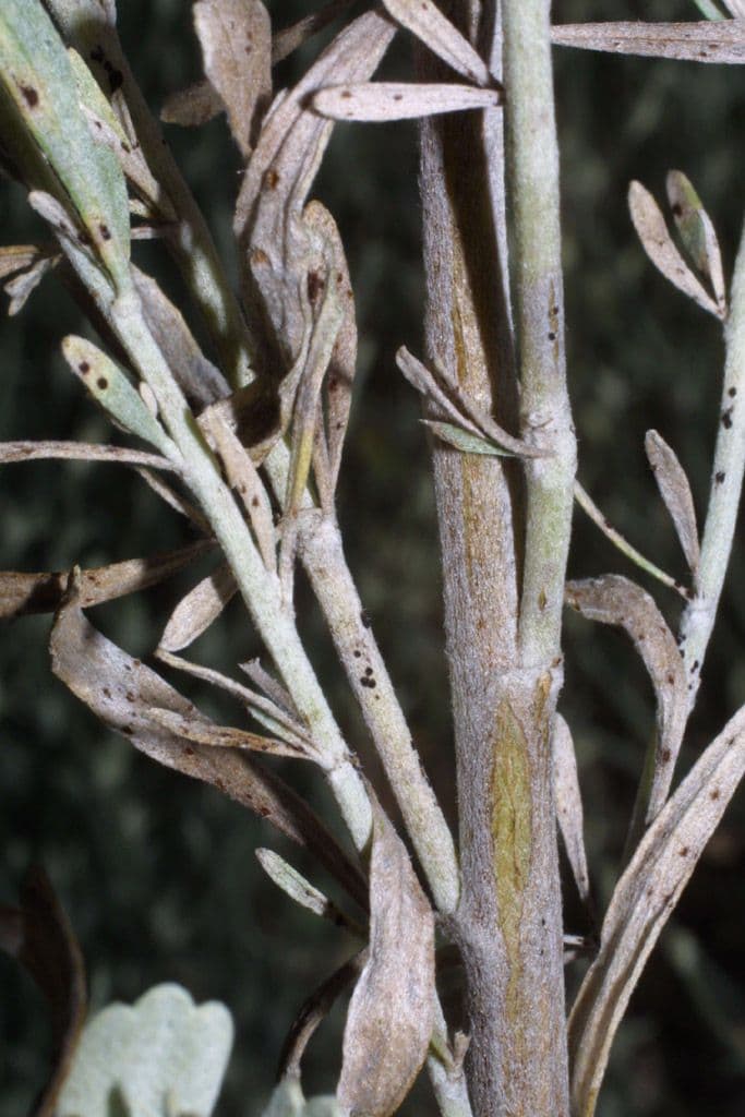 Artemisia tridentata 23