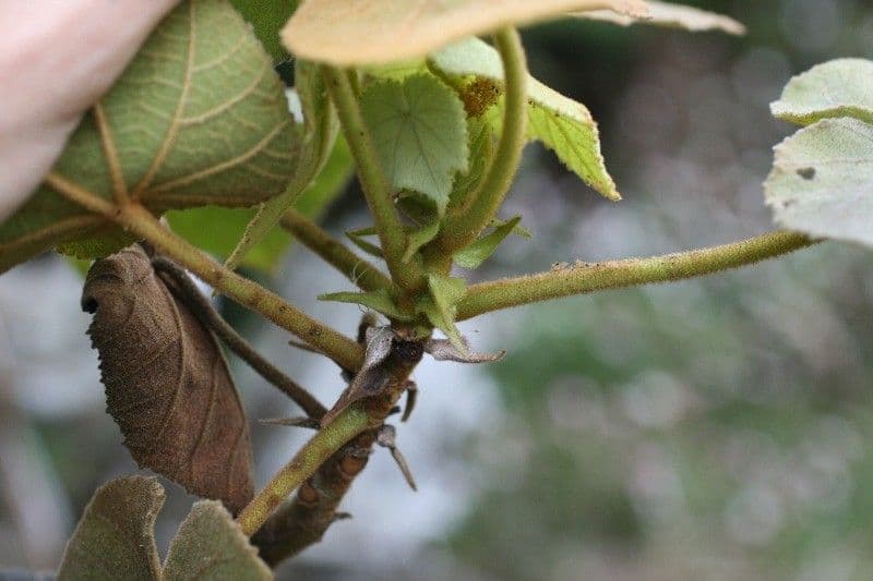 Dombeya 21