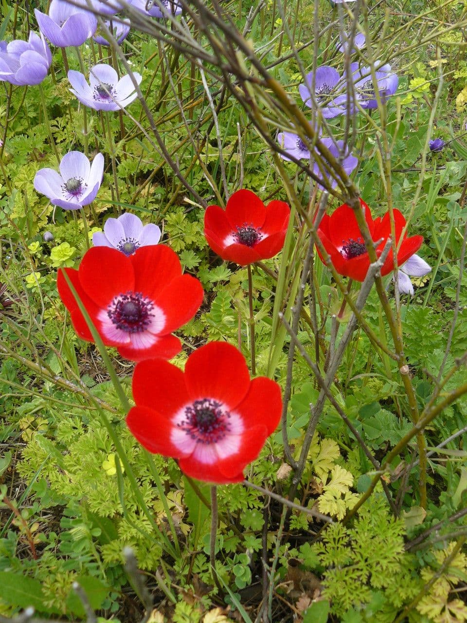 Kronen-Anemone 11
