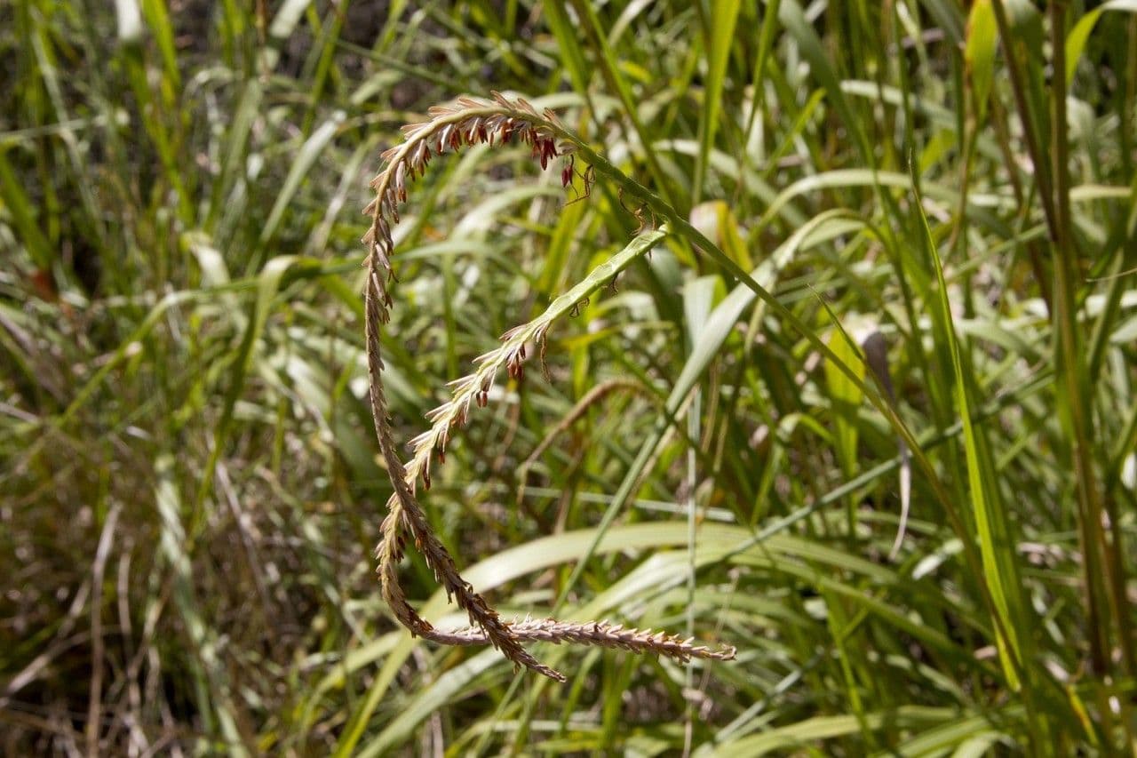 Tripsacum dactyloides 4