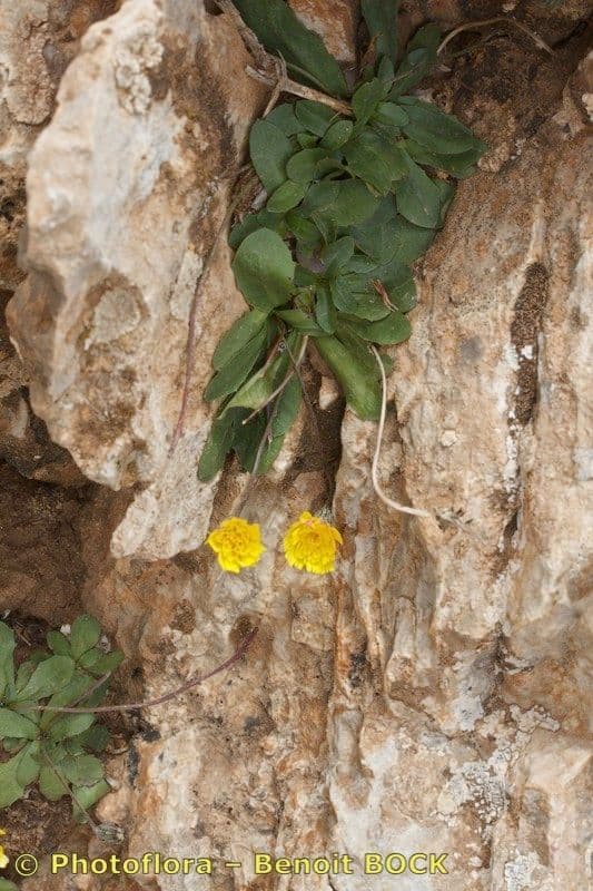 Hypochaeris 3