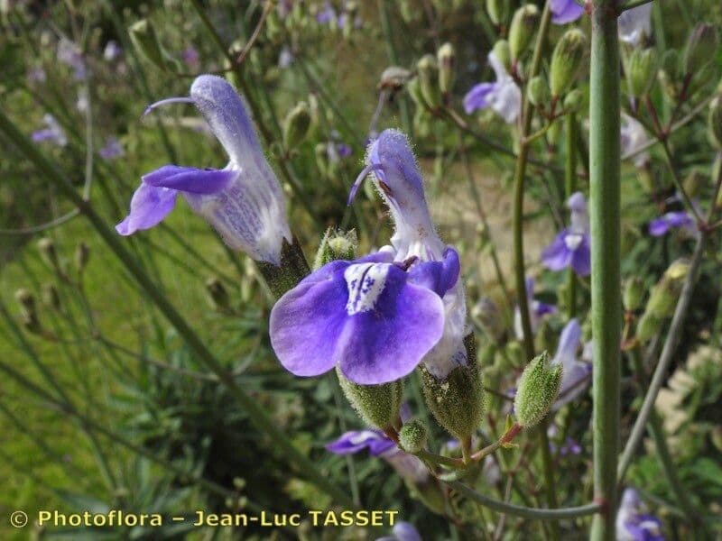Salvia candelabro 4