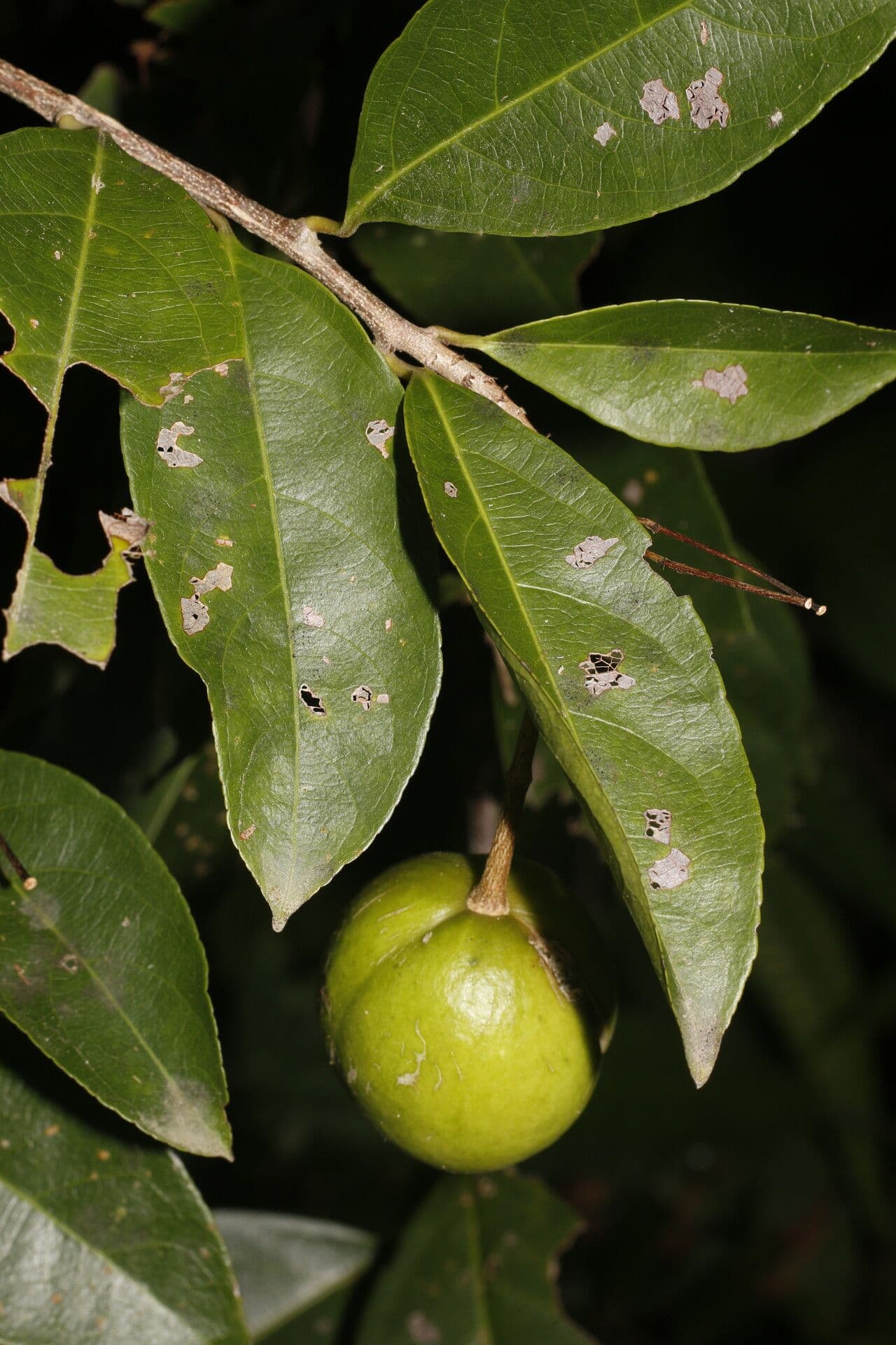 Amanoa 3