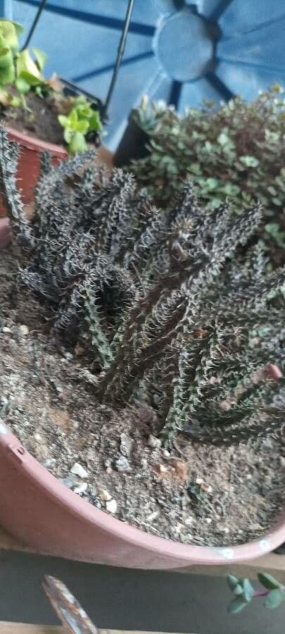 Edithcolea 13