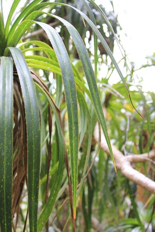 Pandanus 17