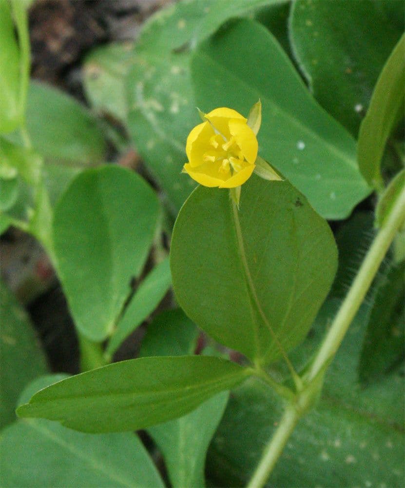 Chamaecrista rotundifolia 7