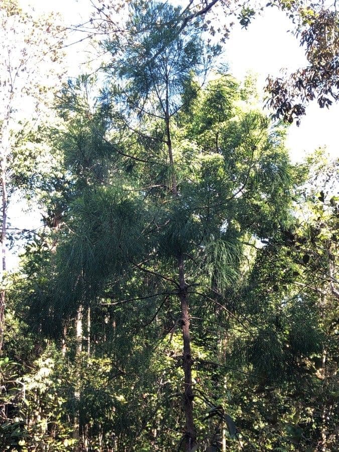 Gymnostoma 8