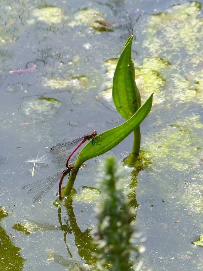 Brasca nodosa 18