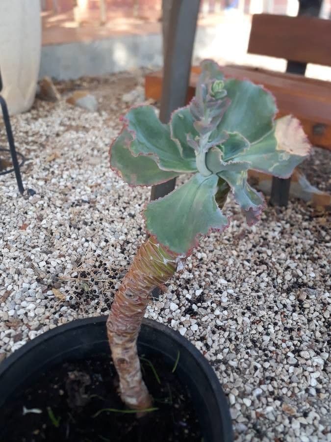 Moricandia