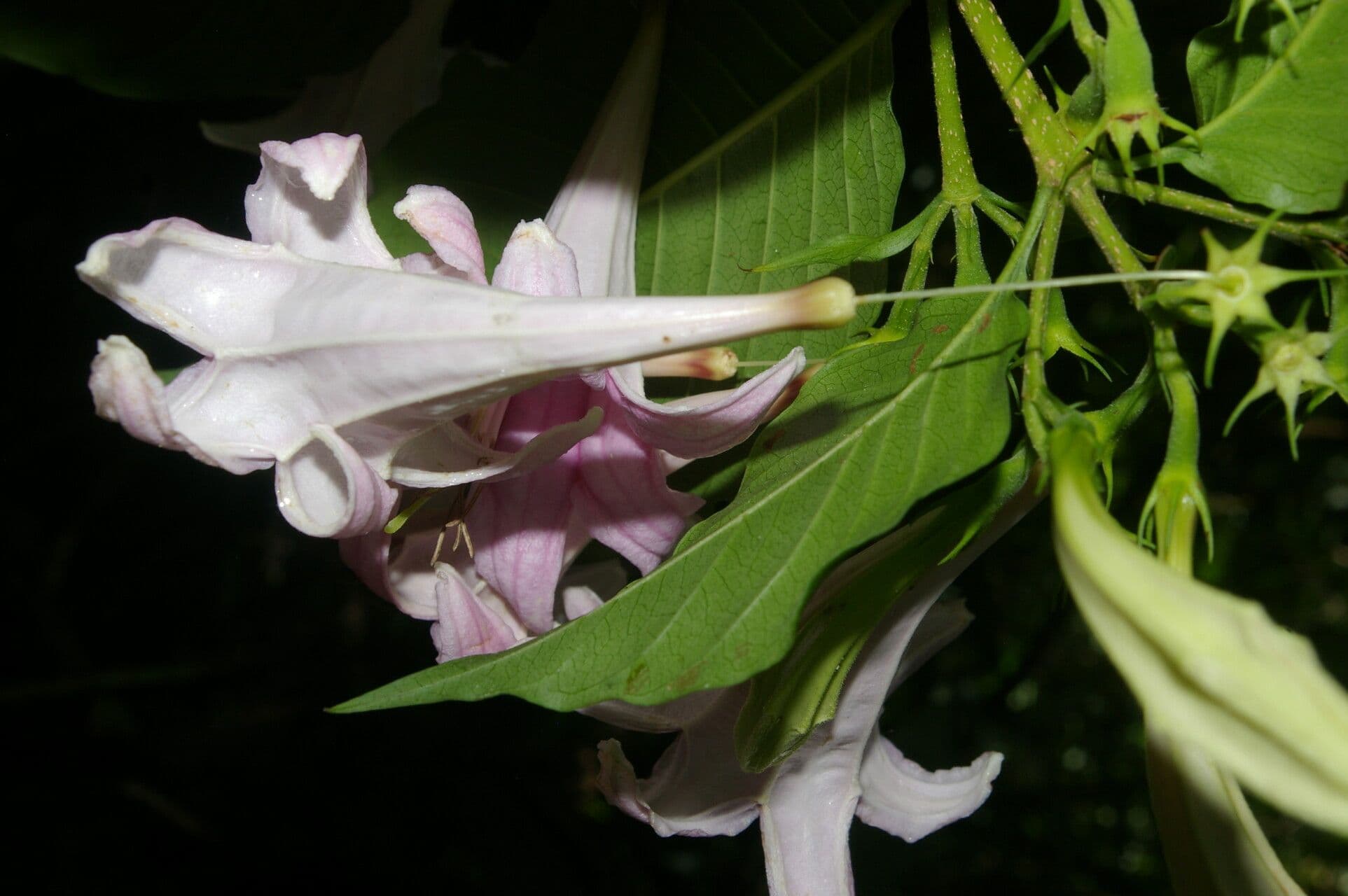 Kutarea 5
