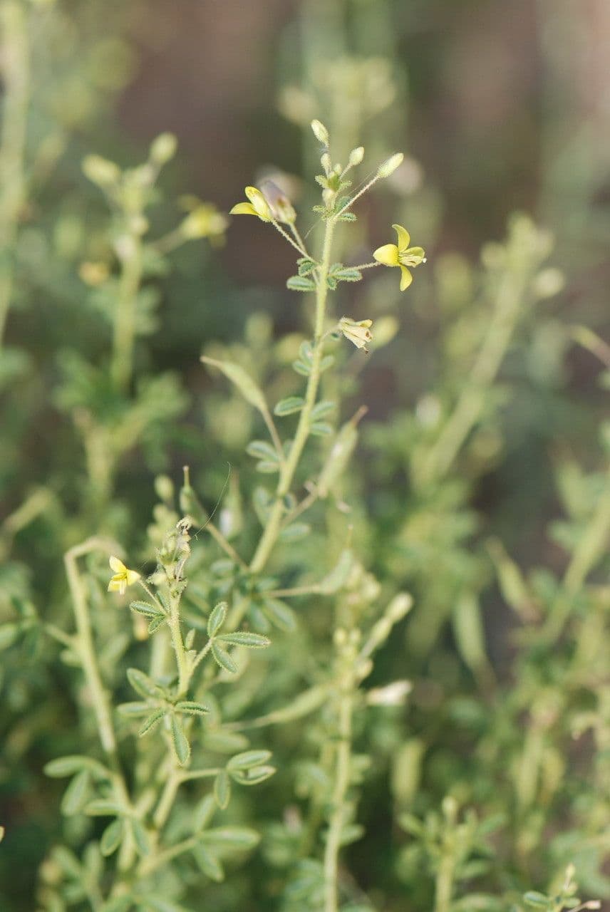 Cleome a frutto corto 15