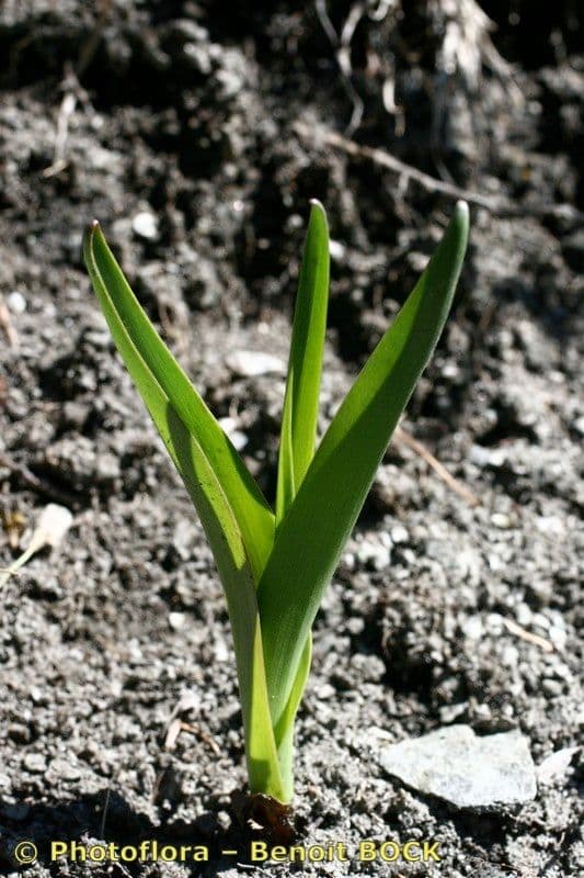 Frühlingsknotenblume 17
