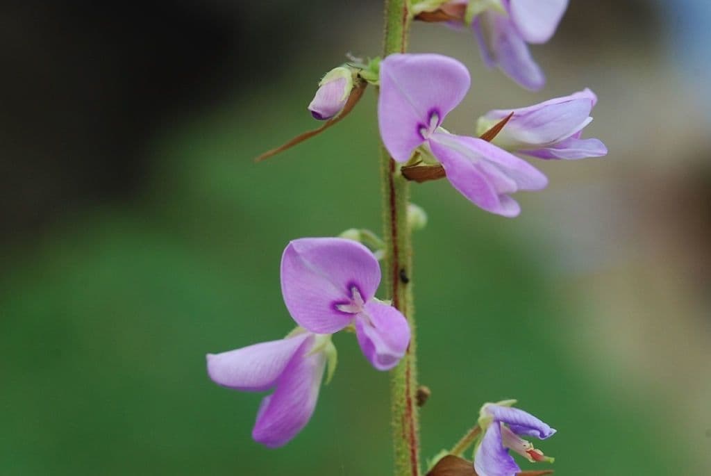 Desmodium cuspidato
