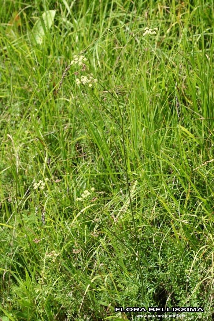 Rosskümmel 11