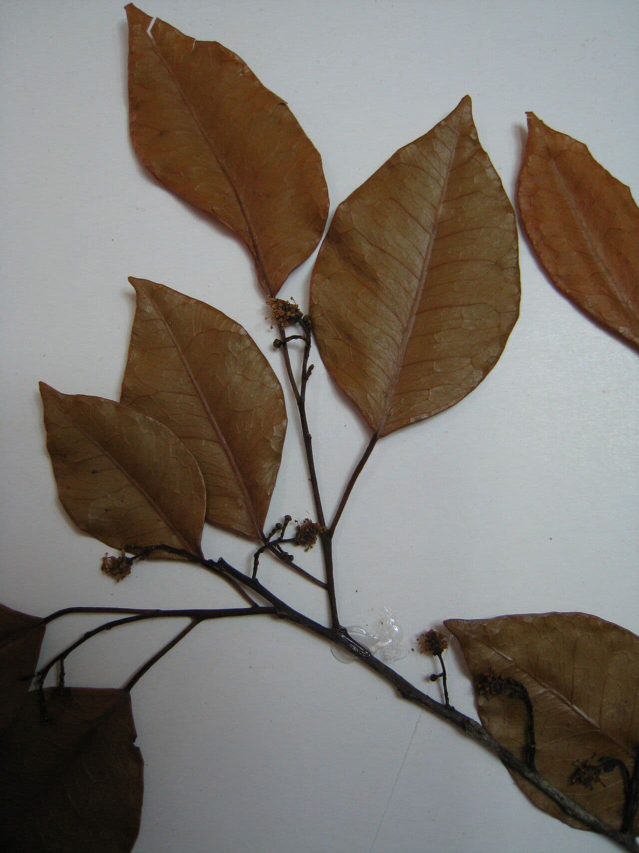 Maprounea 7