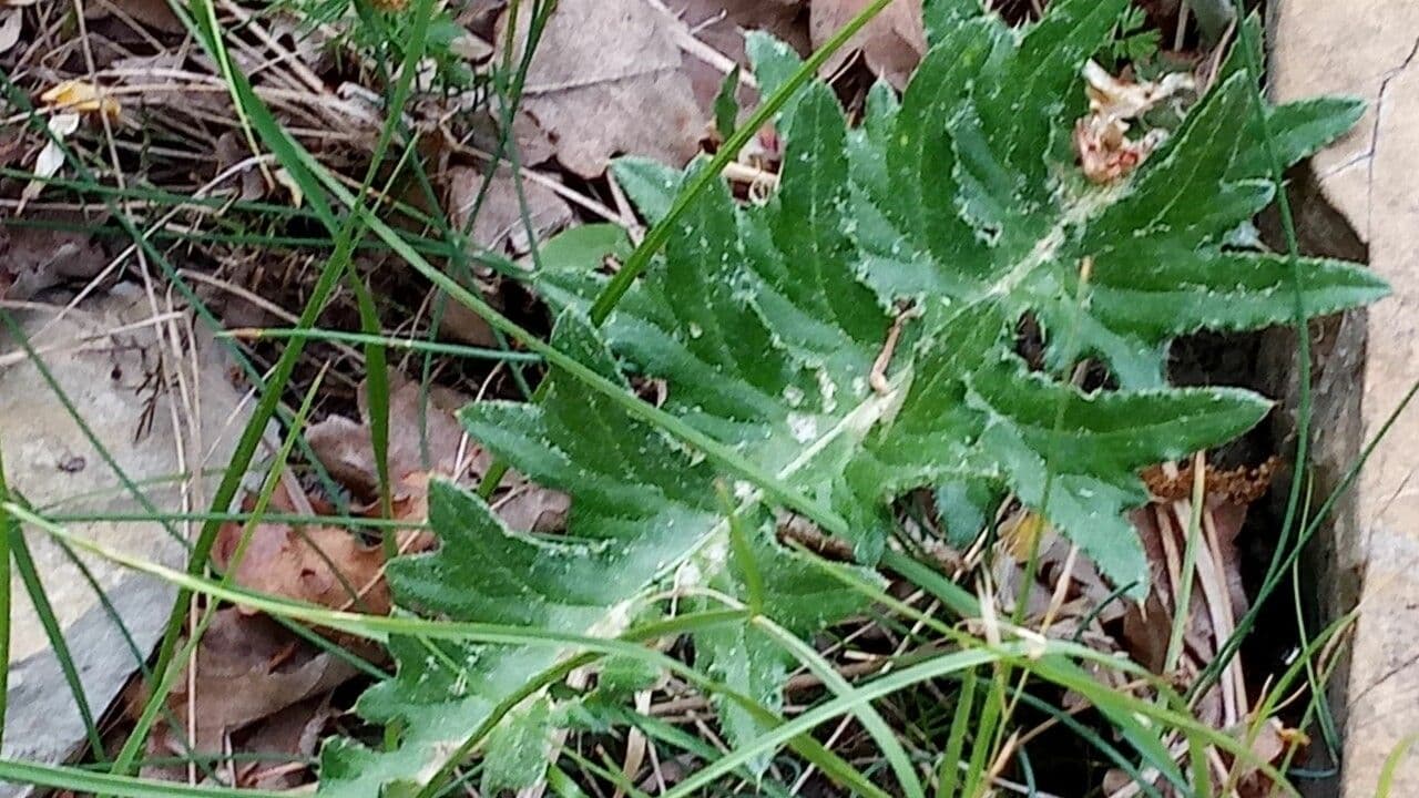 Knollen-Distel 20