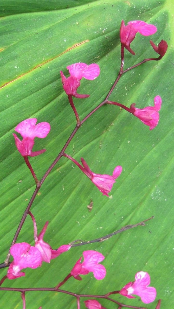 Orquídea caracol 12
