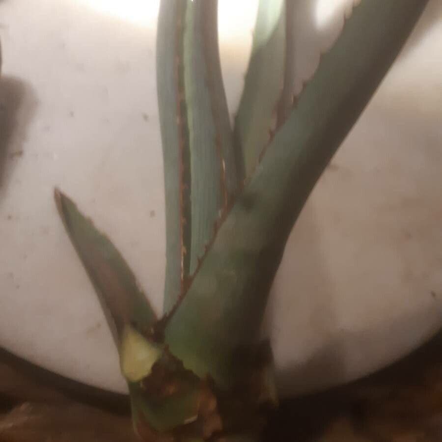 Agave 4