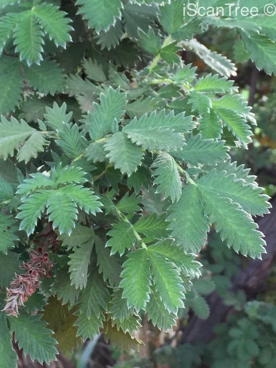 Leucosidea 6