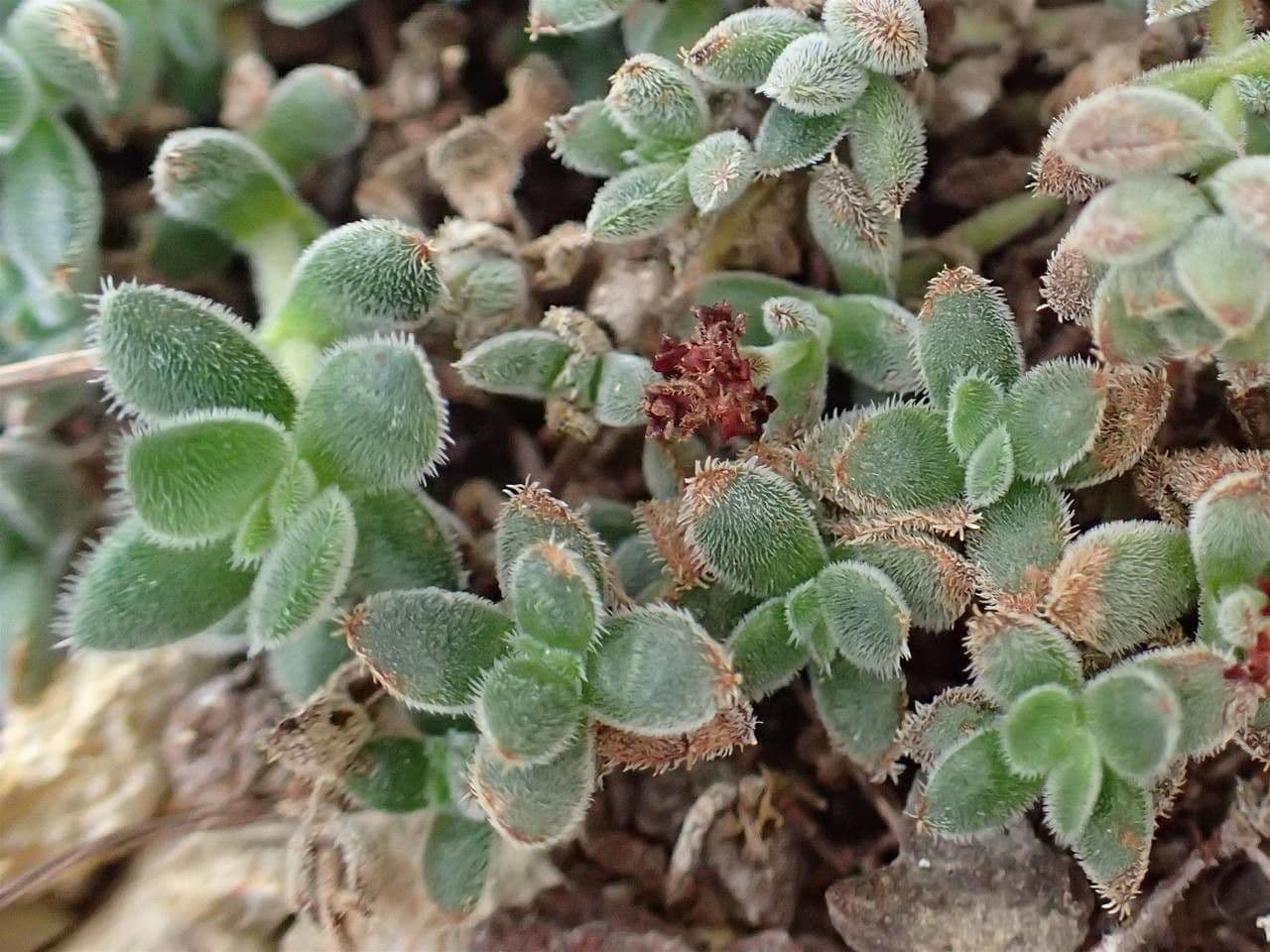 Crassula 12