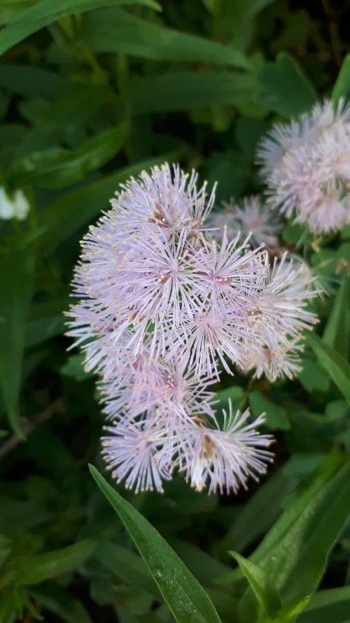 Akeleiblättrige Wiesenraute 6