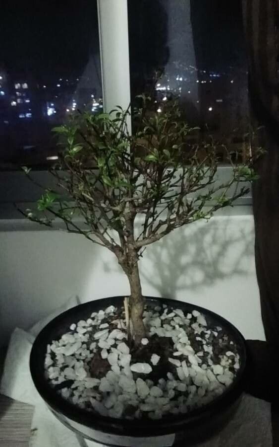 Serissa 14