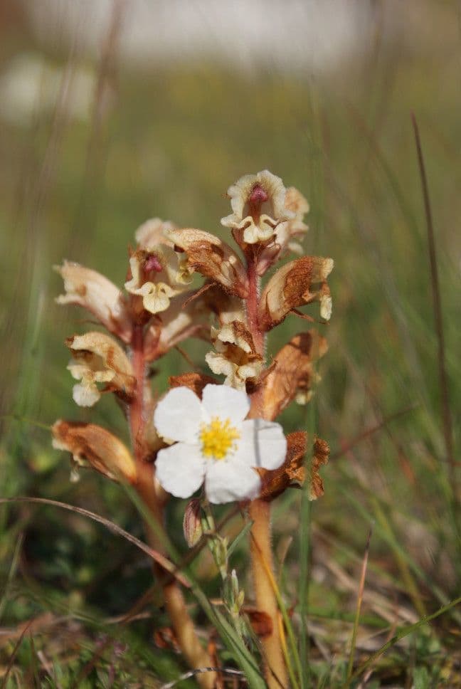Orobanche alba 9