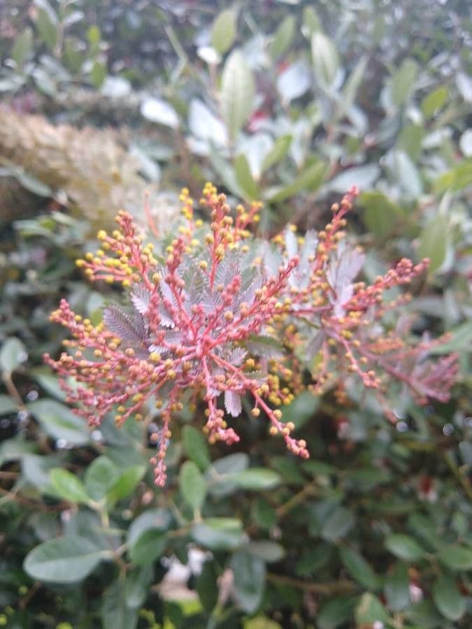 Acacia di Bailey 9