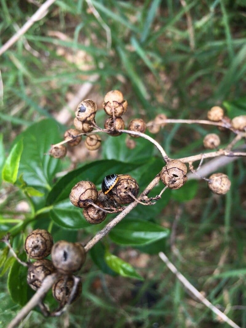 Colubrina 4