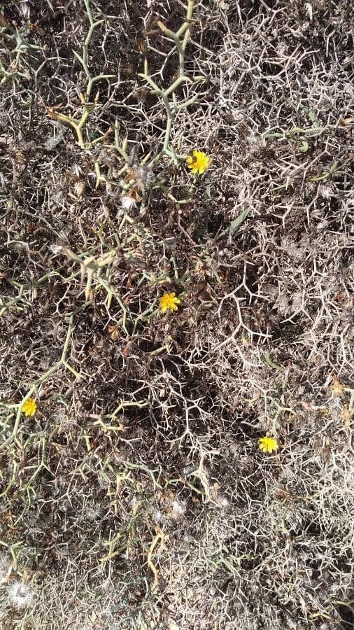 Launaea arborea 7