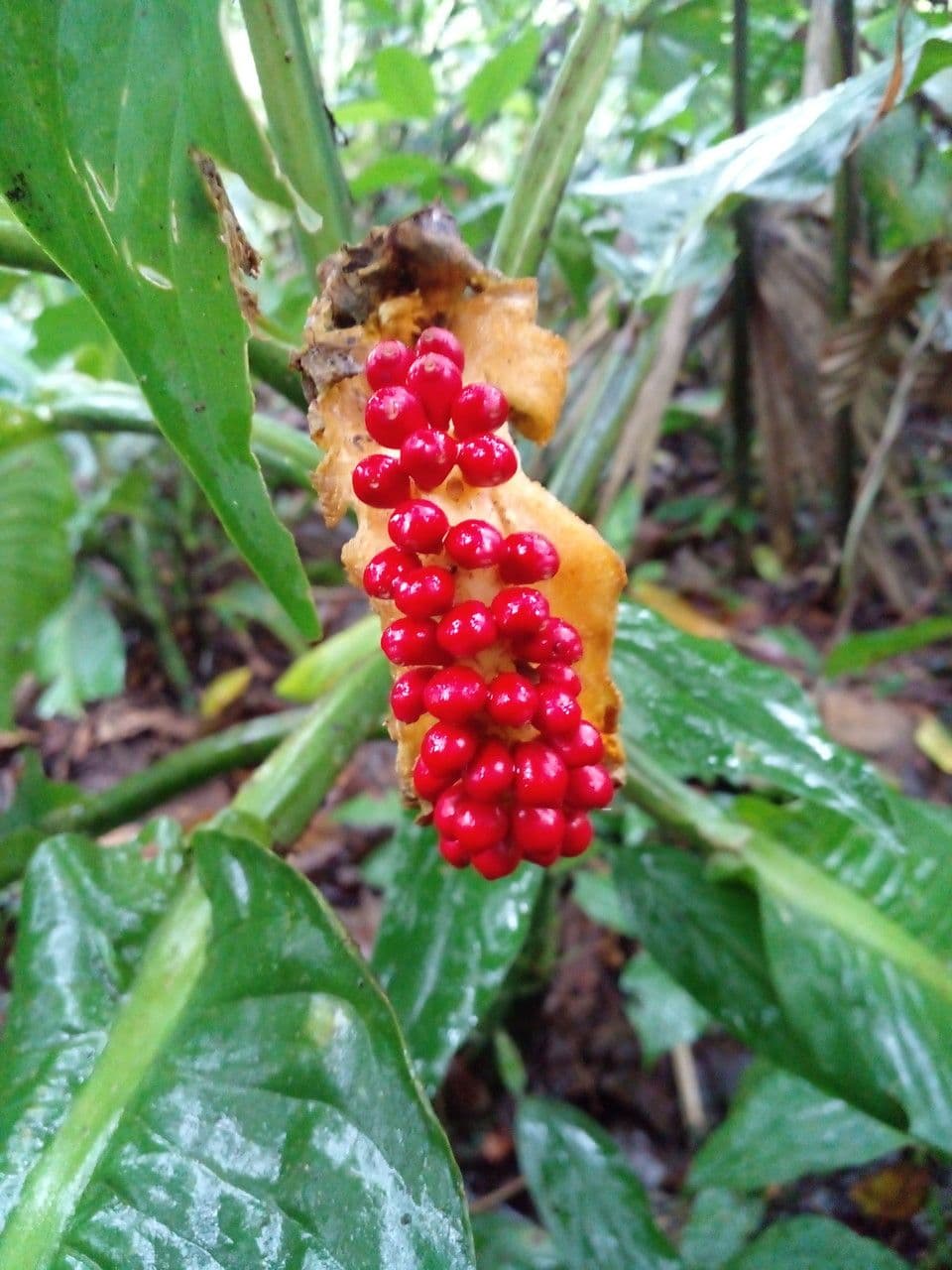 Dieffenbachia 3