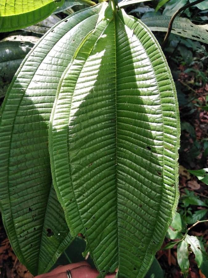 Miconia 12