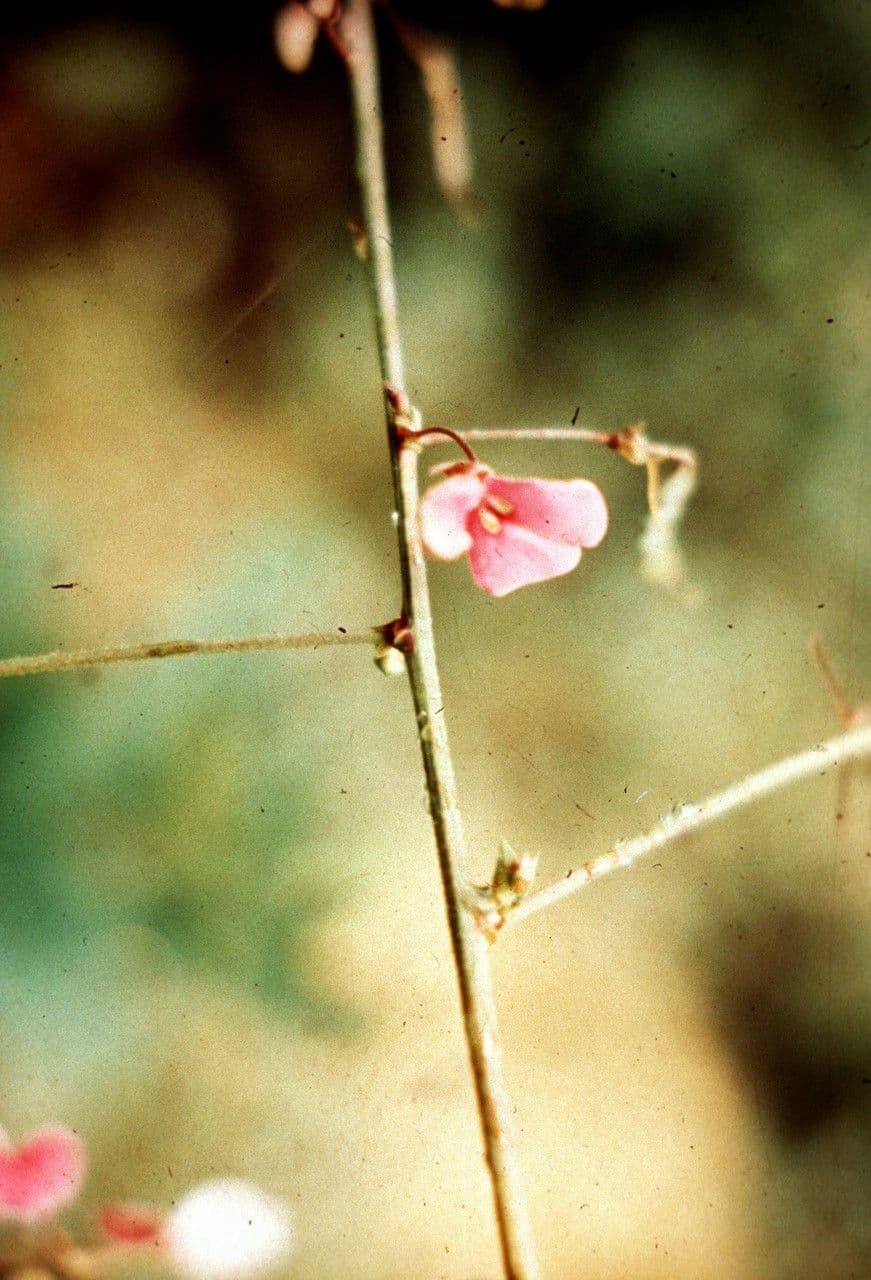 Desmodium glabellum 4