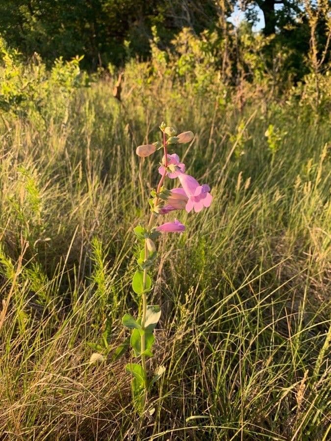 Penstemon grande 5
