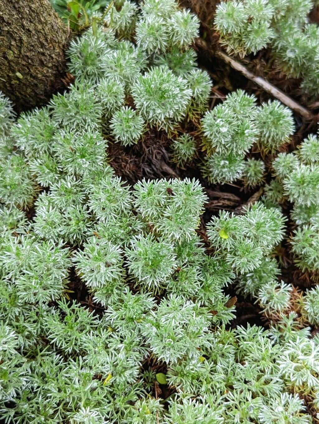 Cotula 11