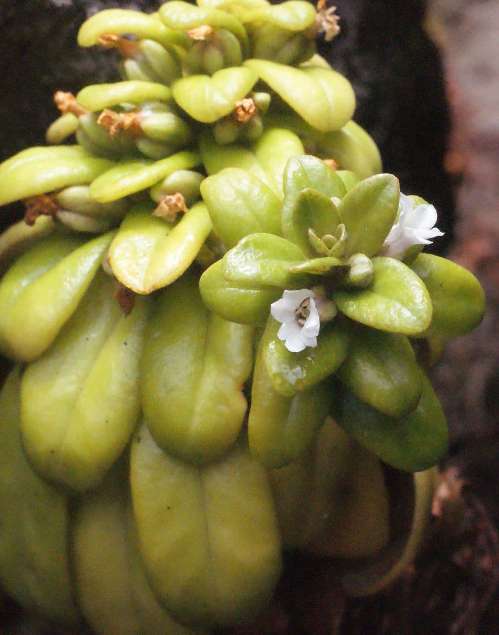 Lysimachia mauritiana 20