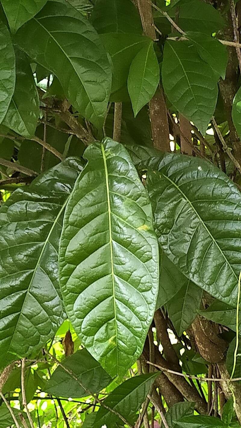 Coccoloba 8