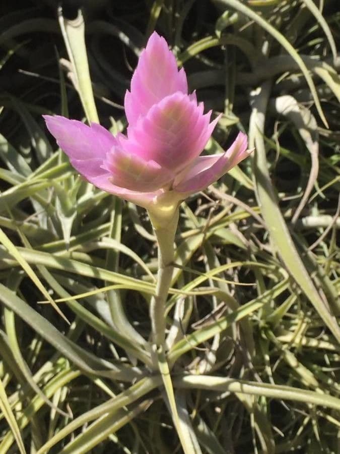 Tillandsia