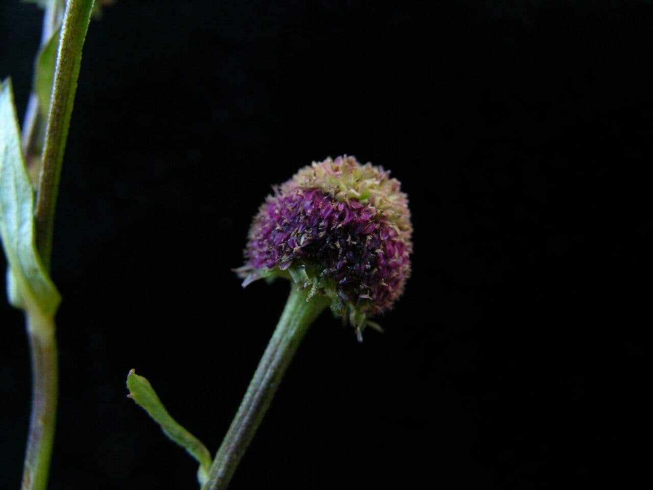 Myriactis