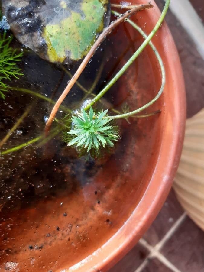 Limnophila 6