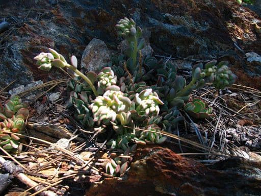 Sedum 6