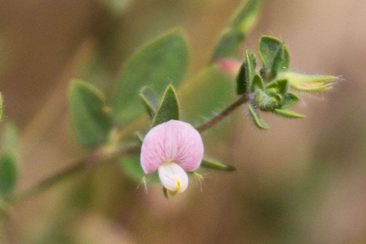 Acmispon americanus 3