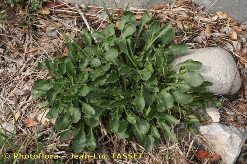 Silene