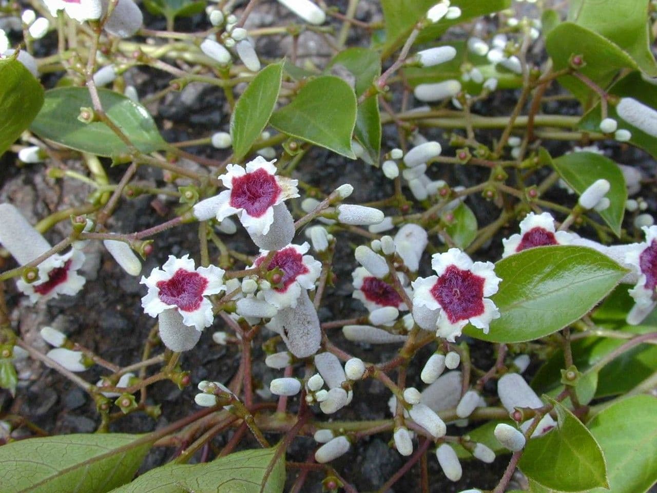 Pachnotka 9